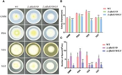 AflaILVB/G/I and AflaILVD are involved in mycelial production, aflatoxin biosynthesis, and fungal virulence in Aspergillus flavus